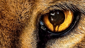 \'Zoo\' spoilers: Team becomes fugitive in Zambia in episode 10 \'Emotional Contagion\'