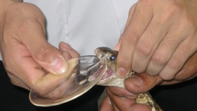 Anti-venom supply running out, endangering thousands of lives from fatal snakebites