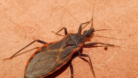 Chagas disease more prevalent in Texas than initially thought, new study finds