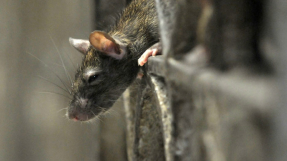 Bubonic plague update: Health officials confirm first case in Michigan