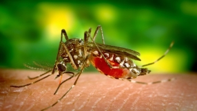 Equine West Nile Virus news: one case confirmed in New Jersey