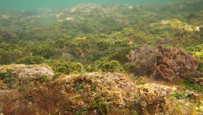 Cancer cure news: Genetically modified algae could kill cancer cells without harming healthy ones
