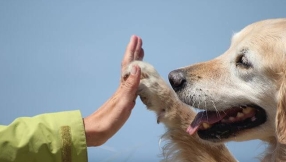 Pets improve mental health function among adolescents with psychiatric disorders