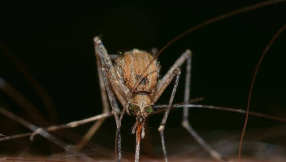 Zika virus 2016: Virus linked to newborn birth defects