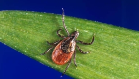 Lyme disease news: Scientists discover new species of bacteria that causes disease
