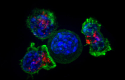 Breakthrough in cancer research: New \'personalised\' treatment addresses tumour mutations