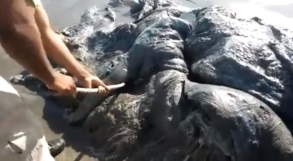 Mysterious 13-foot long sea monster surfaces on Mexico tourist beach