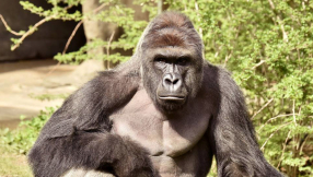 NFL star Benjamin Watson says Cincinnati Zoo made the right decision in killing the gorilla Harambe