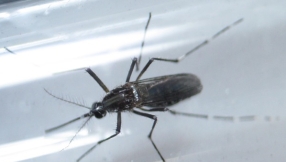 Zika virus cure news: Vaccine being worked on by University of Hawaii