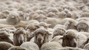 Joel Osteen on lesson learn from sheep: \'We need to stay in peace; the Good Shepherd will fight our battles\'