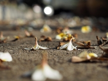 U.S. school district forced to remove Jesus Christ image, hymn and prayer