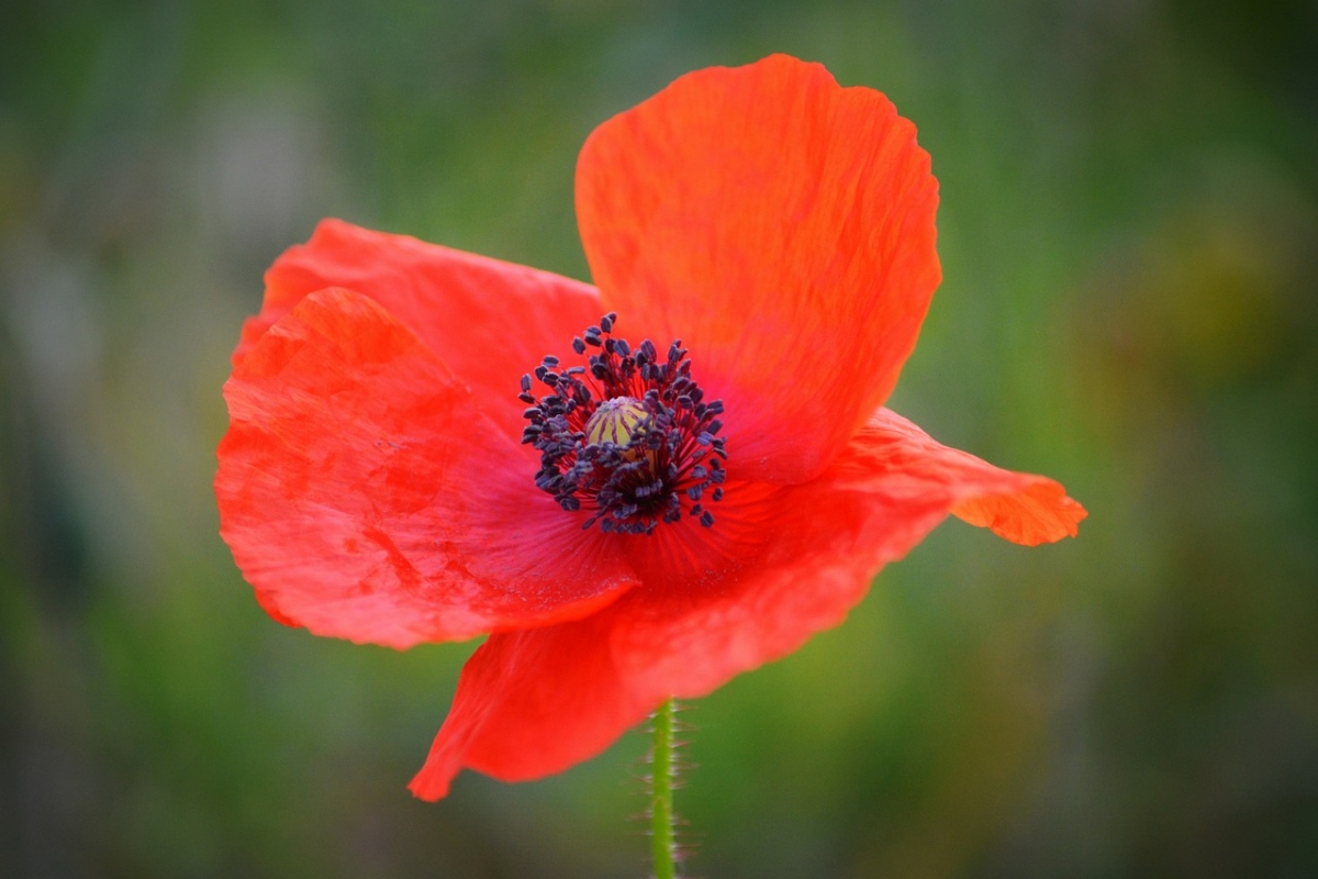 Remembrance Day: What The Poppy Really Means, And How Christians Should ...