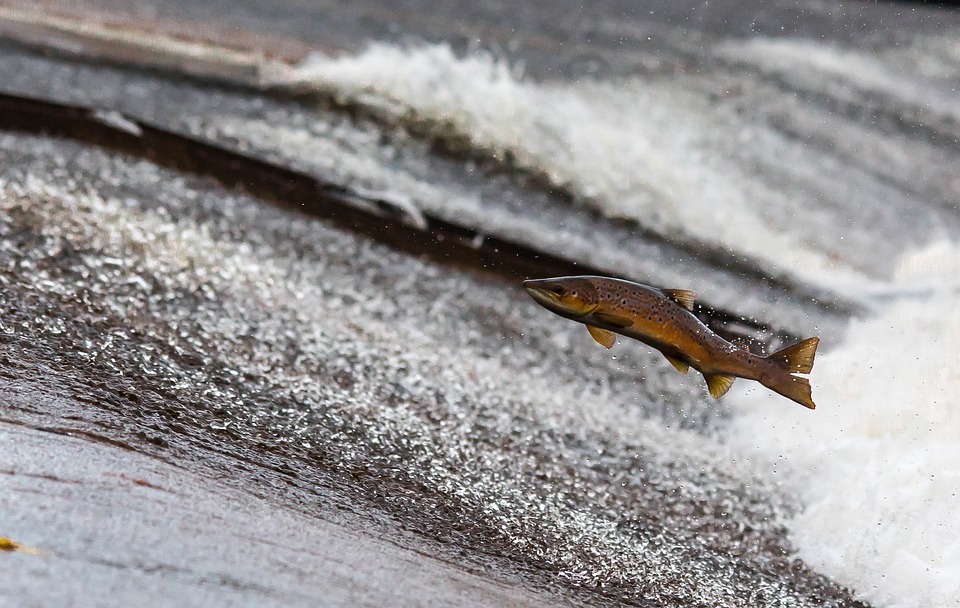 Fish are turning transgender because of contraceptives, cleaning ...