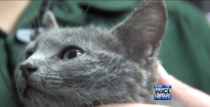 Kitten thrown off a bridge miraculously survives and swims to shore ...