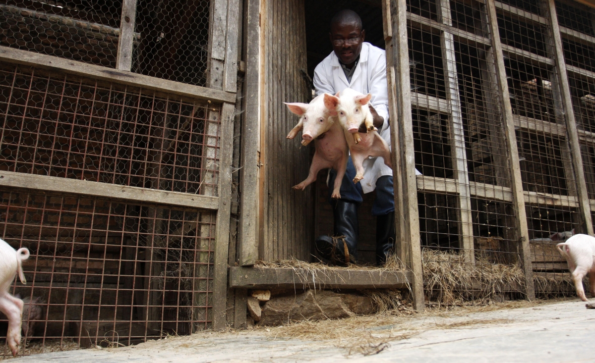 Uganda: Christian church attacked and \'unholy\' pigs slaughtered ...