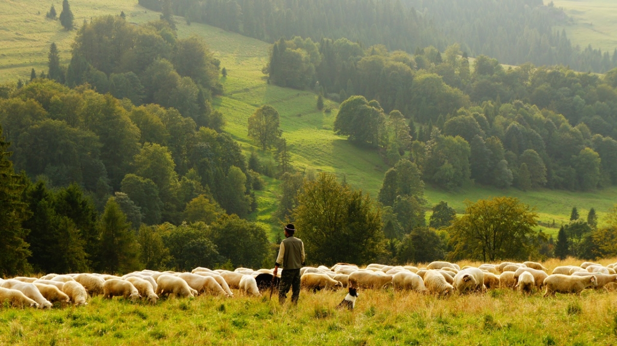 What is the significance of Jesus being our shepherd? - Christian Today
